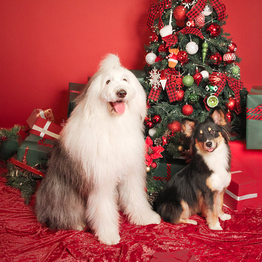 Merry Christmas to the SUPER PAWBULOUS Family!